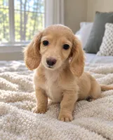 Crumble - AKC Registered Miniature Dachshund, a male Miniature Dachshund for sale in Cleveland, TN – 2 of 9