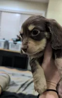 Chocolate and Cream Male, a female Miniature Dachshund for sale in Cleveland, TN – Photo 2 of 2