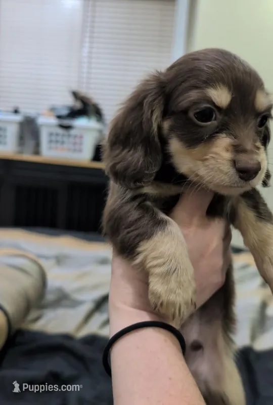 Chocolate and Cream Male – Miniature Dachshund puppy for sale in Cleveland, TN