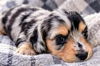 Sundae - AKC Registered Miniature Dachshund, a female Miniature Dachshund for sale in Cleveland, TN – 6 of 6