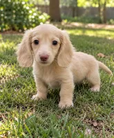 Sorbet - AKC Registered Miniature Dachshund, a male Miniature Dachshund for sale in Cleveland, TN – 1 of 9