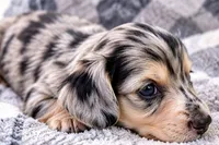 Chocolate Chip - AKC Registered Miniature Dachshund, a male Miniature Dachshund for sale in Cleveland, TN – 4 of 6