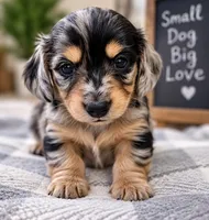 Toffee - AKC Miniature Dachshund, a male Miniature Dachshund for sale in Cleveland, TN – 5 of 6