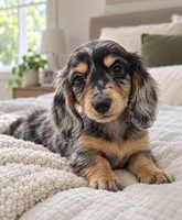 Toffee - AKC Miniature Dachshund, a male Miniature Dachshund for sale in Cleveland, TN – 9 of 9