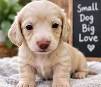 Sorbet - AKC Registered Miniature Dachshund, a male Miniature Dachshund for sale in Cleveland, TN – 3 of 6