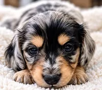 Toffee - AKC Miniature Dachshund, a male Miniature Dachshund for sale in Cleveland, TN – 6 of 6
