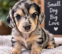 Chocolate Chip - AKC Registered Miniature Dachshund, a male Miniature Dachshund for sale in Cleveland, TN – 2 of 6