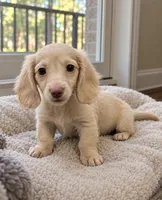 Sorbet - AKC Registered Miniature Dachshund, a male Miniature Dachshund for sale in Cleveland, TN – 3 of 9