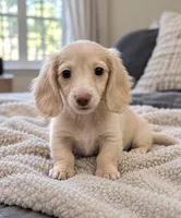 Sorbet - AKC Registered Miniature Dachshund, a male Miniature Dachshund for sale in Cleveland, TN – 2 of 9