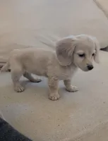 Cream Girl, a female Miniature Dachshund for sale in Cleveland, TN – Photo 1 of 4