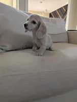 Cream Girl, a female Miniature Dachshund for sale in Cleveland, TN – Photo 4 of 4