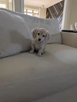 Cream Girl, a female Miniature Dachshund for sale in Cleveland, TN – Photo 3 of 4