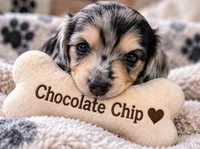 Chocolate Chip - AKC Registered Miniature Dachshund, a male Miniature Dachshund for sale in Cleveland, TN – 1 of 6