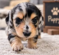 Sundae - AKC Registered Miniature Dachshund, a female Miniature Dachshund for sale in Cleveland, TN – 2 of 6