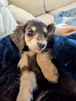 Chocolate and cream , a female Miniature Dachshund for sale in Cleveland, TN – Photo 3 of 5