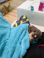 Chocolate and cream , a female Miniature Dachshund for sale in Cleveland, TN – Photo 5 of 5