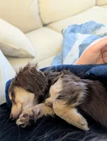 Chocolate and cream , a female Miniature Dachshund for sale in Cleveland, TN – Photo 4 of 5