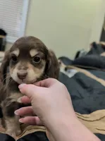 Chocolate and cream , a female Miniature Dachshund for sale in Cleveland, TN – Photo 1 of 5