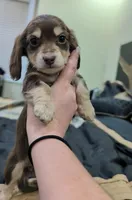 Chocolate and cream , a female Miniature Dachshund for sale in Cleveland, TN – Photo 2 of 5