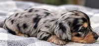 Toffee - AKC Miniature Dachshund, a male Miniature Dachshund for sale in Cleveland, TN – 3 of 6
