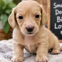 Crumble - AKC Registered Miniature Dachshund, a male Miniature Dachshund for sale in Cleveland, TN – 4 of 6