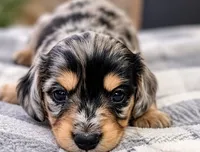 Toffee - AKC Miniature Dachshund, a male Miniature Dachshund for sale in Cleveland, TN – 2 of 6