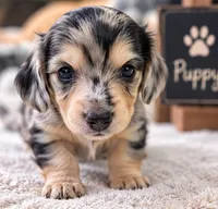 Chocolate Chip - AKC Registered Miniature Dachshund, a male Miniature Dachshund for sale in Cleveland, TN – 3 of 6