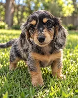 Toffee - AKC Miniature Dachshund, a male Miniature Dachshund for sale in Cleveland, TN – 1 of 9