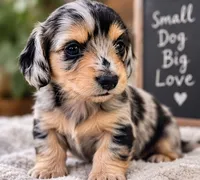 Sundae - AKC Registered Miniature Dachshund, a female Miniature Dachshund for sale in Cleveland, TN – 3 of 6