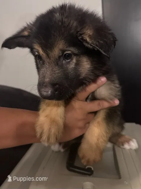 Theodore 8 pupps  – German Shepherd Dog, Alaskan Malamute puppy for sale in Plant City, FL