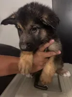 Theodore 8 pupps , a male German Shepherd Dog and Alaskan Malamute for sale in Plant City, FL – 1 of 7