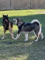 Male, a male German Shepherd Dog and Alaskan Malamute for sale in Plant City, FL – 7 of 7