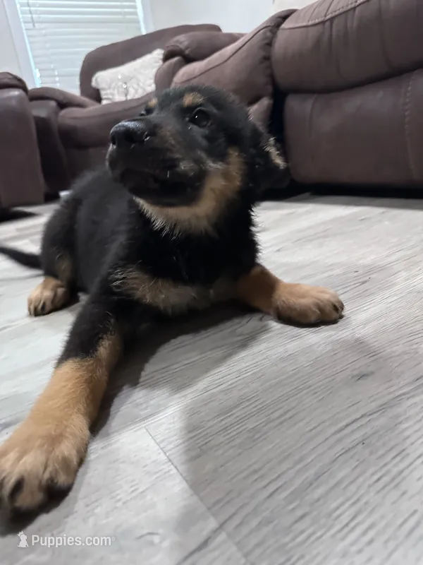 Male – German Shepherd Dog, Alaskan Malamute puppy for sale in Plant City, FL