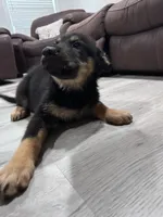 Male, a male German Shepherd Dog and Alaskan Malamute for sale in Plant City, FL – 1 of 7