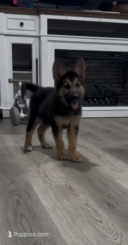 Male – German Shepherd Dog, Alaskan Malamute puppy for sale in Plant City, FL