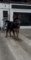 Sold , a male German Shepherd Dog and Alaskan Malamute for sale in Plant City, FL – 1 of 1