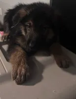 Theodore 8 pupps , a male German Shepherd Dog and Alaskan Malamute for sale in Plant City, FL – 5 of 7