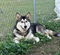 Male, a male German Shepherd Dog and Alaskan Malamute for sale in Plant City, FL – 5 of 7
