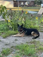 Male, a male German Shepherd Dog and Alaskan Malamute for sale in Plant City, FL – 6 of 7