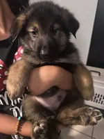 Theodore 8 pupps , a male German Shepherd Dog and Alaskan Malamute for sale in Plant City, FL – 2 of 7
