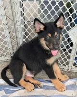 Male, a male German Shepherd Dog and Alaskan Malamute for sale in Plant City, FL – 3 of 7