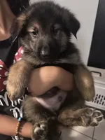 Male, a male German Shepherd Dog and Alaskan Malamute for sale in Plant City, FL – 4 of 7