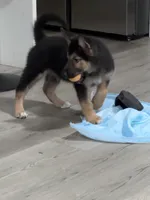 Male, a male German Shepherd Dog and Alaskan Malamute for sale in Plant City, FL – 2 of 7