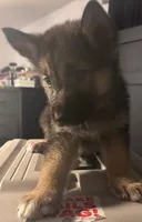 Theodore 8 pupps , a male German Shepherd Dog and Alaskan Malamute for sale in Plant City, FL – 3 of 7