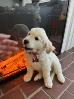 Snowy, a female English Cream Golden Retriever for sale in Merced, CA – 2 of 3
