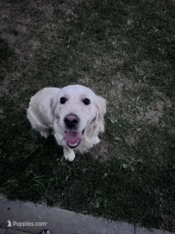 Snowy – English Cream Golden Retriever puppy for sale in Merced, CA
