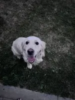 Snowy, a female English Cream Golden Retriever for sale in Merced, CA – 1 of 3