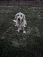 Snowy, a female English Cream Golden Retriever for sale in Merced, CA – 3 of 3