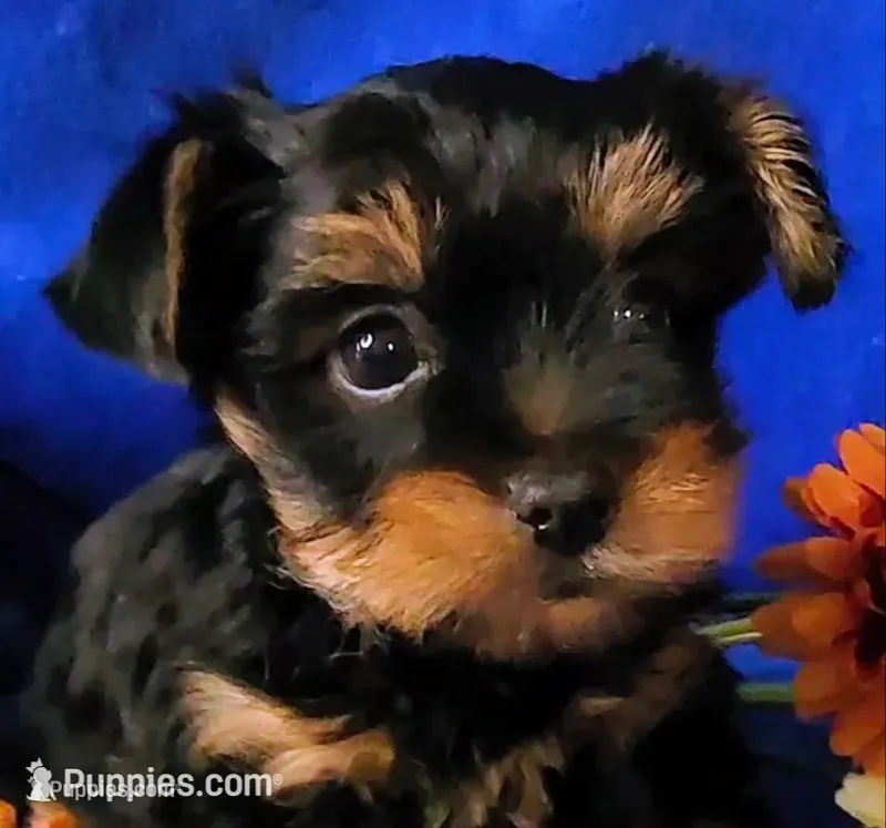 Jazzys – Yorkshire Terrier puppy for sale in Perris, CA