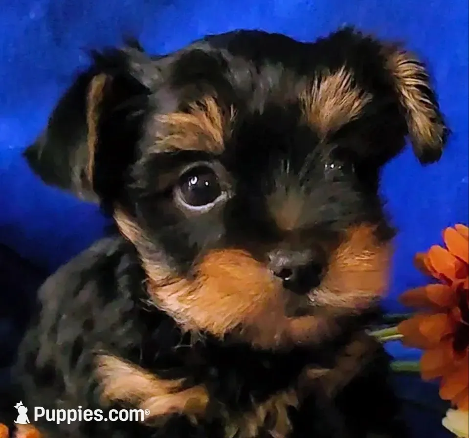 Jazzys, a male Yorkshire Terrier for sale in Perris, CA – 1 of 7
